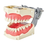 860 Soft Gingival Model with 32 Removable Teeth, Dam Screws and KaVo Magnetic Mount